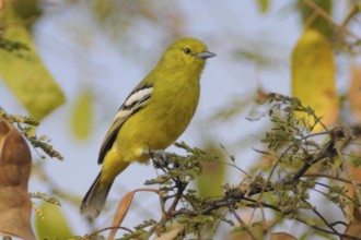 Marshall's Iora (Aegithina nigrolutea), India, Asia