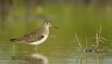 Solitary Sandpiper (Tringa solitaria), Texas, USA, North America