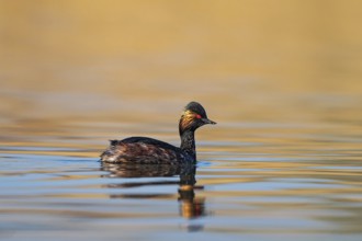 Black-necked Grebe (Podiceps nigricollis), Baden-Wuerttemberg, Germany, Europe