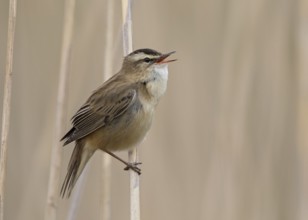 Sedge Warbler (Acrocephalus schoenobaenus) singing in reedbed, Wales, United Kingdom, Europe