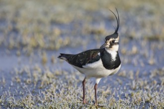 Northern Lapwing (Vanellus vanellus) male, Netherlands
