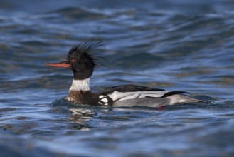 Red-breasted Merganser (Mergus serrator) male, Alaska, USA, North America