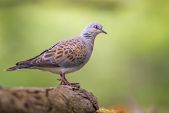 European Turtle Dove (Streptopelia turtur), Hungary, Europe