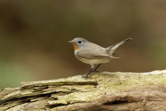 Red-breasted Flycatcher sitting in a tree at the Hoge veluwe Netherlands