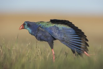 African Swamphen (Porphyrio madagascariensis) stretching leg and wings, Gauteng, South Africa,