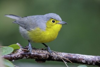 Oriente Warbler (Teretistris fornsi) perched on a branch in Cuba
