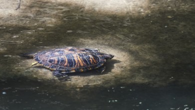Yellow-cheeked tortoise (Trachemys scripta scripta), resting on a rock by the water, peaceful