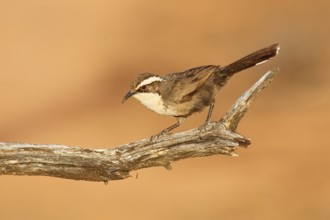 White-browed Babbler (Pomatostomus superciliosus), Victoria, Australia, Oceania