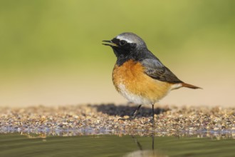 Common Redstart (Phoenicurus phoenicurus) male, Eilat, Israel, Asia