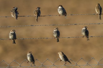 Spanish Sparrow (Passer hispaniolensis) male and female, Andalusia, Spain, Europe