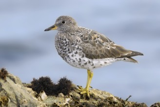 Surfbird (Calidris virgata), British Columbia, Canada, North America