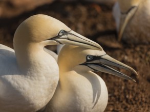 Northern Gannet (Morus bassanus) pair displaying, Schleswig-Holstein, Germany, Europe
