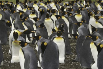King Penguin (Aptenodytes patagonicus), Falkland Islands, South America