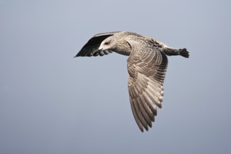 European Herring Gull (Larus argentatus) juvenile flying, Baltic Sea, Germany, Europe