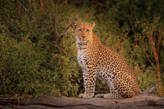 African Leopard, Panthera pardus shortidgei, Hwange National Park, Zimbabwe. Wild cat Hidden