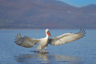Bird landing to the blue lake water. Bird fly. Dalmatian pelican, Pelecanus crispus, landing in