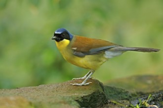 Blue-crowned laughingthrush or Courtois's laughingbird, Garrulax Dryonastes courtoisi. Blue, yelow