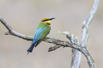 Rainbow Bee-eater (Merops ornatus) female perched on a branch, Victoria, Australia, Oceania