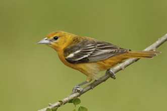 Baltimore Oriole (Icterus galbula) female, Texas, USA, North America