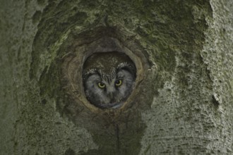 Boreal Owl (Aegolius funereus), Saxony, Germany, Europe