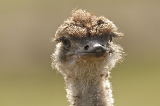 Common Ostrich (Struthio camelus) juvenile, Rhineland-Palatinate, Germany, Europe