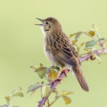 Common Grasshopper Warbler (Locustella naevia) singing, Asturias, Spain, Europe