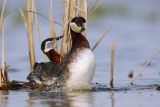 Red-necked Grebe (Podiceps grisegena) pair displaying, Mecklenburg-Western Pomerania, Germany,