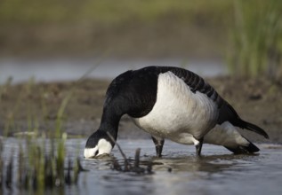 Barnacle Goose (Branta leucopsis), Schleswig-Holstein, Germany, Europe