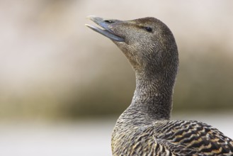 Common Eider (Somateria mollissima) female, British Columbia, Canada, North America