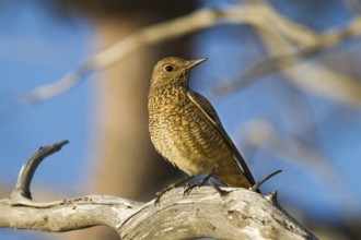 Common Rock Thrush (Monticola saxatilis) female, Cyprus, Europe