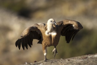 Griffon Vulture (Gyps fulvus) juvenile, Madrid, Spain, Europe