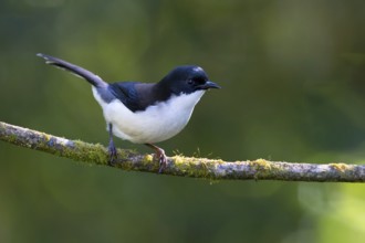 Dark-backed Sibia (Heterophasia melanoleuca), Thailand, Asia