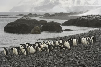 Adelie Penguin (Pygoscelis adeliae), Antarctica