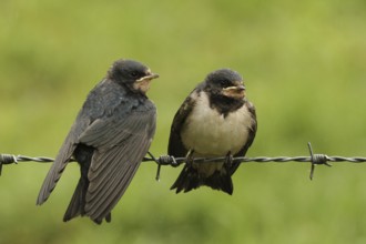 Barn Swallow (Hirundo rustica) juvenile, Lower Saxony, Germany, Europe