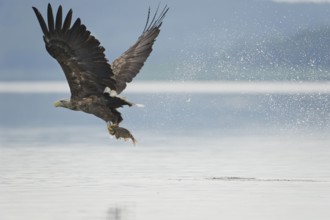 White-tailed Eagle (Haliaeetus albicilla) flying, Mecklenburg-Western Pomerania, Germany, Europe