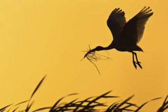 Australian White Ibis (Threskiornis molucca) flying, Victoria, Australia, Oceania