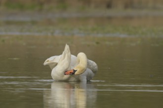 Mute swan (Cygnus olor), plumage care, water, Lower Austria)