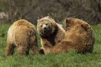 Three bears in a meadow in close proximity to each other, brown bear (Ursus (arctos), Germany,