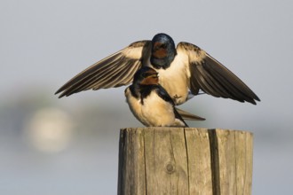 Two barn swallows (Hirundo rustica) mating on a post, male with outstretched wings, Hesse, Germany,