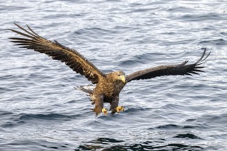 White-tailed eagle (Haliaeetus albicilla), in flight, Lofoten, Norway, Europe