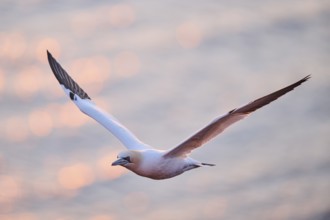 Northern gannet (Morus bassanus) flying over the sea at sunset, wildlife, Helgoland, Germany,