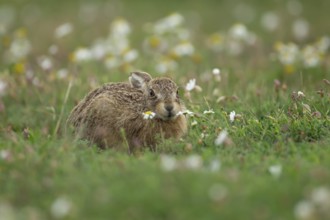 European brown hare (Lepus europaeus) juvenile leveret animal resting amongst flowers in summer,