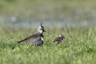 Lapwing (Vanellus vanellus) with young, Lower Saxony, Germany, Europe