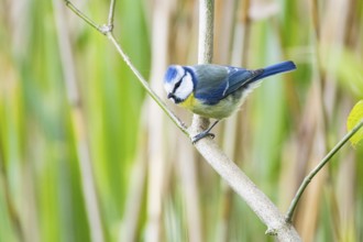 Blue Tit (Parus Caeruleus) Germany