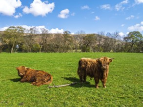 Highland Cattle from a drone, Scottish breed of rustic cattle, Highland, Scotland, UK