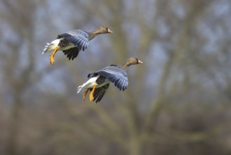 Greater White-fronted Goose (Anser albifrons) flying, North Rhine-Westphalia, Germany, Europe