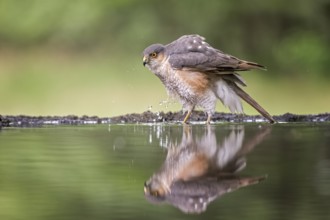 Eurasian Sparrowhawk (Accipiter nisus) male at waterhole, Hungary, Europe
