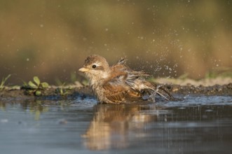 Red-backed Shrike (Lanius collurio) juvenile bathing, Aosta Valley, Italy, Europe