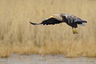 White-tailed Eagle (Haliaeetus albicilla) flying, Mecklenburg-Western Pomerania, Germany, Europe