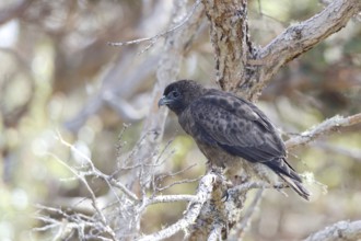 Hawaiian Hawk, 'Io, endangered